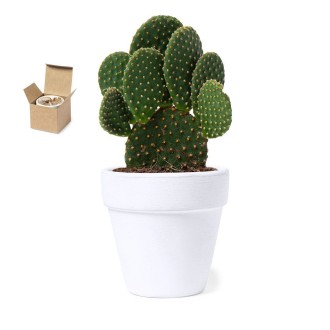 Flowerpot Konte