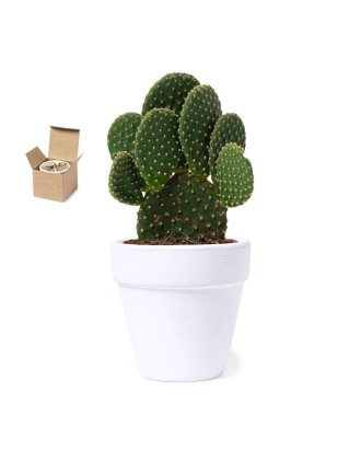 Flowerpot Konte
