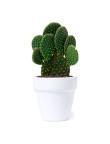 Flowerpot Konte