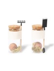 Seed Bonbons Winsu