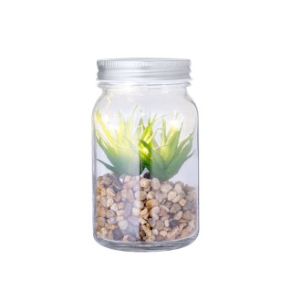 Decorative Plant Kyala