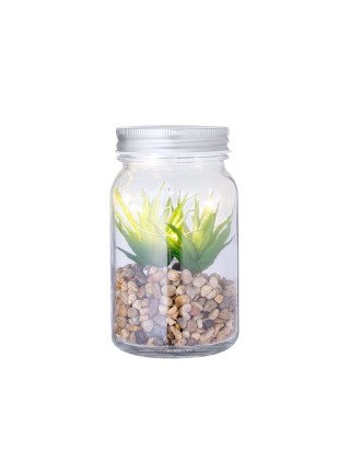 Decorative Plant Kyala
