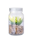 Decorative Plant Kyala