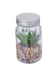 Decorative Plant Kyala