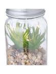 Decorative Plant Kyala