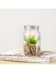 Decorative Plant Kyala