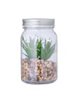 Decorative Plant Kyala