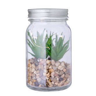Decorative Plant Kyala