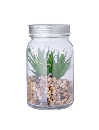 Decorative Plant Kyala