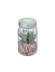 Decorative Plant Kyala