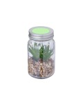 Decorative Plant Kyala