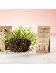 Seed Bonbons Mussox