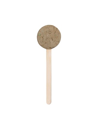 Seed Lollipop Ebeldy