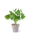 Flowerpot Set Nertel