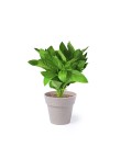 Flowerpot Set Nertel