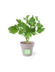 Flowerpot Set Nertel